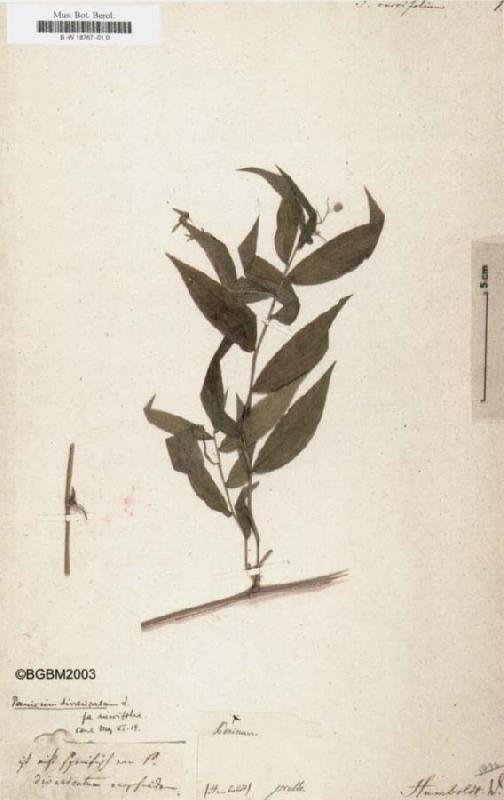 Alexander von Humboldt Panicum ruscifolium France oil painting art